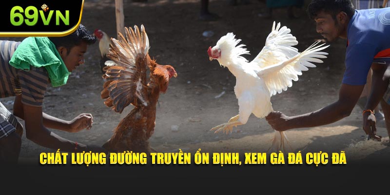 Chất lượng đường truyền ổn định, xem gà đá cực đã